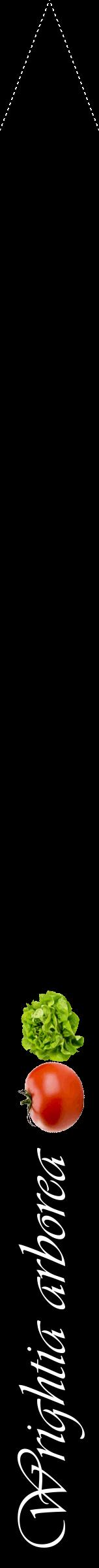 Étiquette de : Wrightia arborea - format b - style blanche59viv avec comestibilité simplifiée