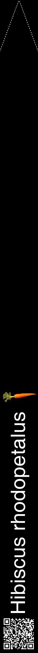 Étiquette de : Hibiscus rhodopetalus - format b - style blanche59hel avec qrcode et comestibilité simplifiée