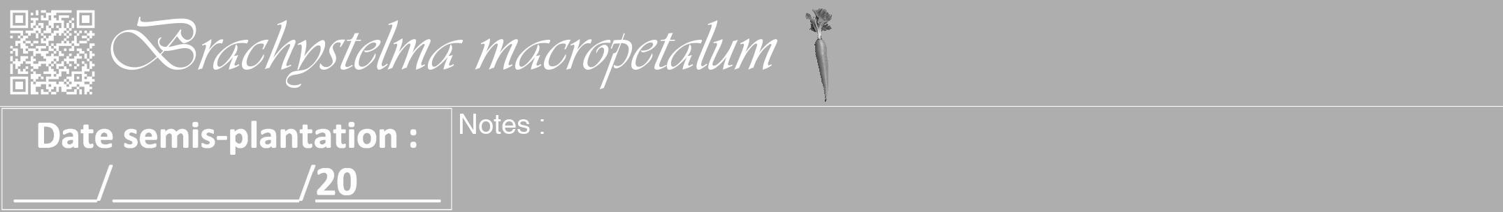 Étiquette de : Brachystelma macropetalum - format a - style blanche53viv avec qrcode et comestibilité simplifiée