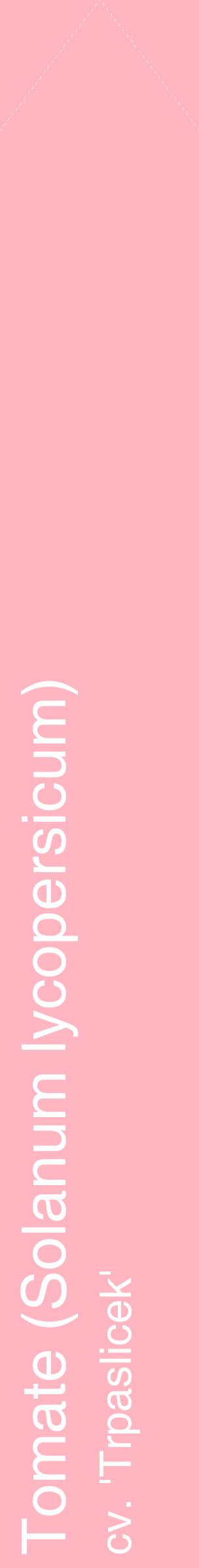 Étiquette de : Solanum lycopersicum cv. 'Trpaslicek' - format c - style blanche41_simplehel avec comestibilité