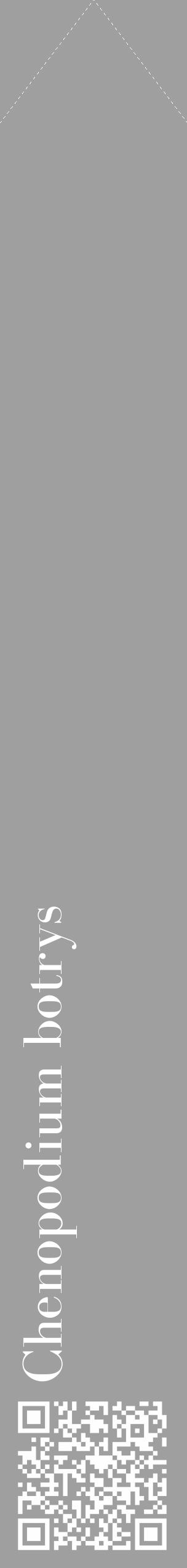 Étiquette de : Chenopodium botrys - format c - style blanche24_simple_simplebod avec qrcode et comestibilité - position verticale