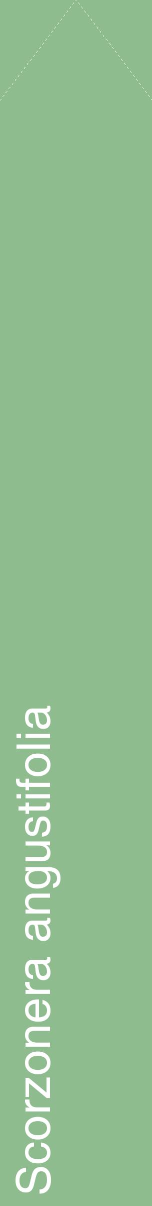 Étiquette de : Scorzonera angustifolia - format c - style blanche13_simplehel avec comestibilité