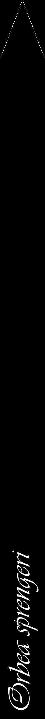 Étiquette de : Orbea sprengeri - format b - style blanche59viv avec comestibilité