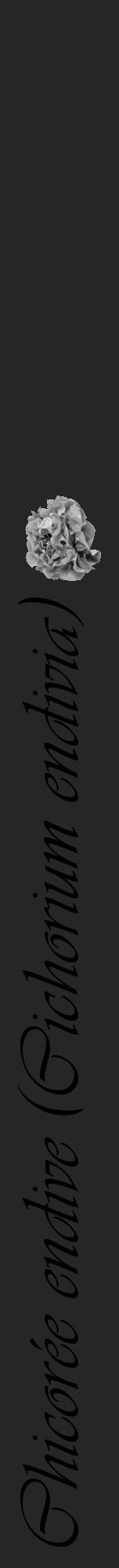Étiquette de : Cichorium endivia - format a - style noire29viv avec comestibilité simplifiée - position verticale