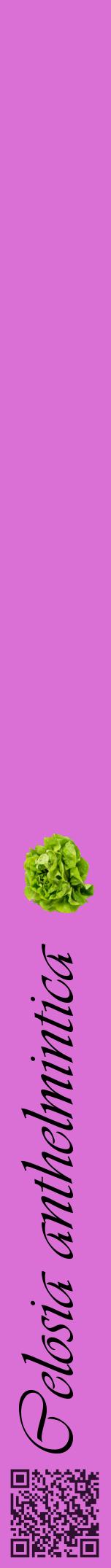 Étiquette de : Celosia anthelmintica - format a - style noire52viv avec qrcode et comestibilité simplifiée