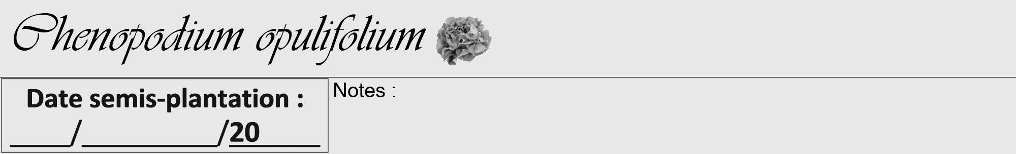 Étiquette de : Chenopodium opulifolium - format a - style noire55viv avec comestibilité simplifiée