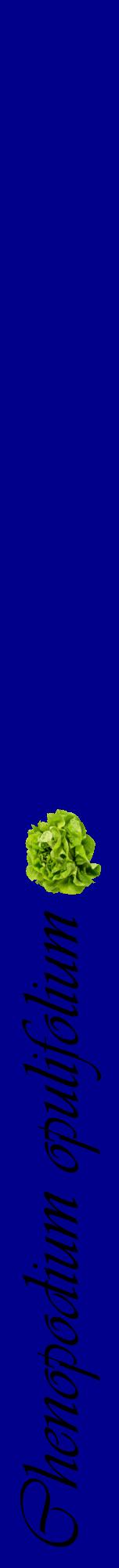 Étiquette de : Chenopodium opulifolium - format a - style noire7viv avec comestibilité simplifiée