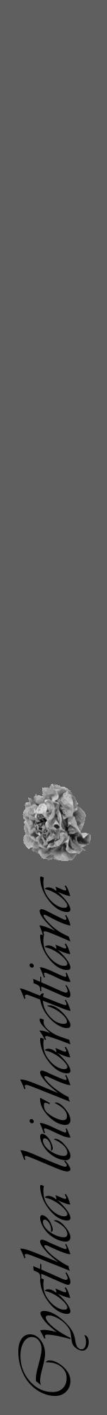 Étiquette de : Cyathea leichardtiana - format a - style noire10viv avec comestibilité simplifiée - position verticale