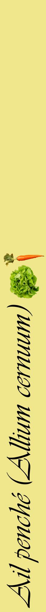 Étiquette de : Allium cernuum - format a - style noire20viv avec comestibilité simplifiée