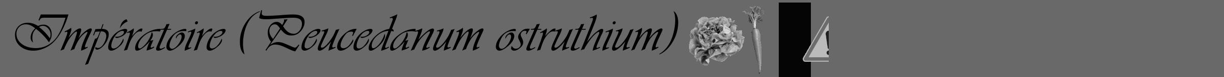 Étiquette de : Peucedanum ostruthium - format a - style noire11simpleviv avec comestibilité simplifiée