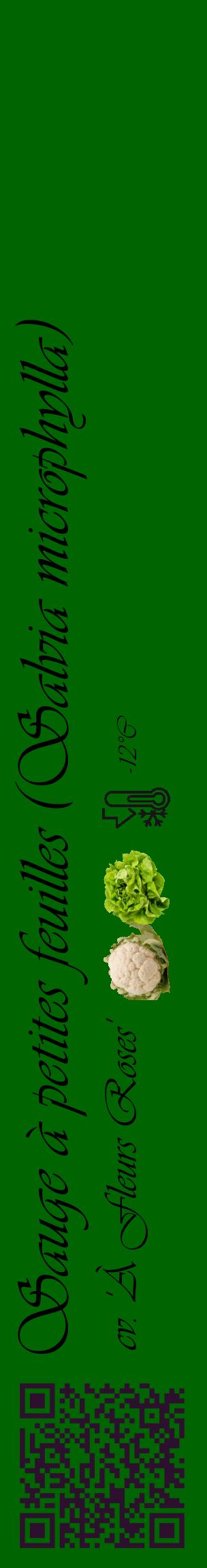 Étiquette de : Salvia microphylla cv. 'À Fleurs Roses' - format c - style noire8_basique_basiqueviv avec qrcode et comestibilité simplifiée - position verticale
