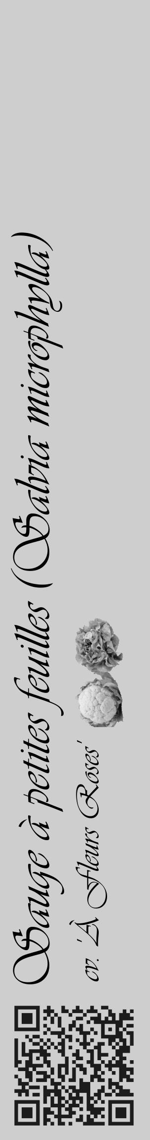 Étiquette de : Salvia microphylla cv. 'À Fleurs Roses' - format c - style noire17_basique_basiqueviv avec qrcode et comestibilité simplifiée - position verticale