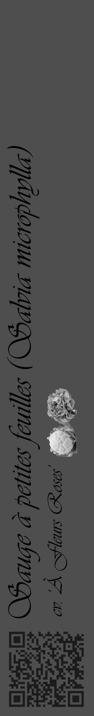Étiquette de : Salvia microphylla cv. 'À Fleurs Roses' - format c - style noire33_basique_basiqueviv avec qrcode et comestibilité simplifiée - position verticale