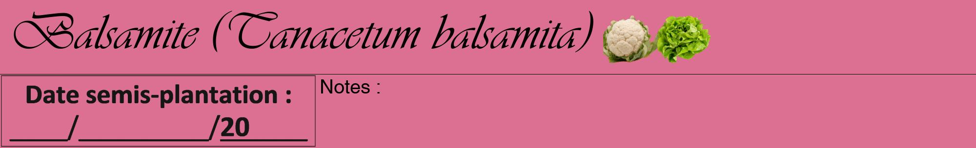 Étiquette de : Tanacetum balsamita - format a - style noire44viv avec comestibilité simplifiée