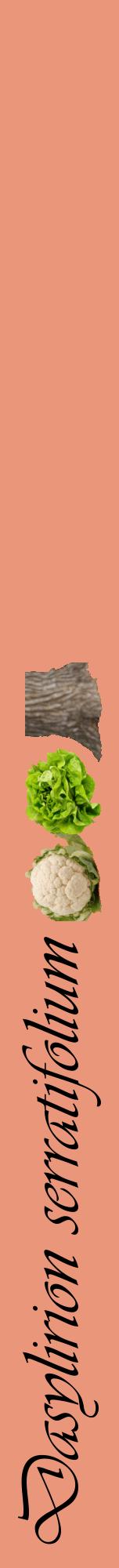 Étiquette de : Dasylirion serratifolium - format a - style noire37viv avec comestibilité simplifiée