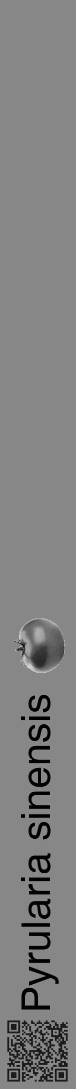 Étiquette de : Pyrularia sinensis - format a - style noire12hel avec qrcode et comestibilité simplifiée - position verticale