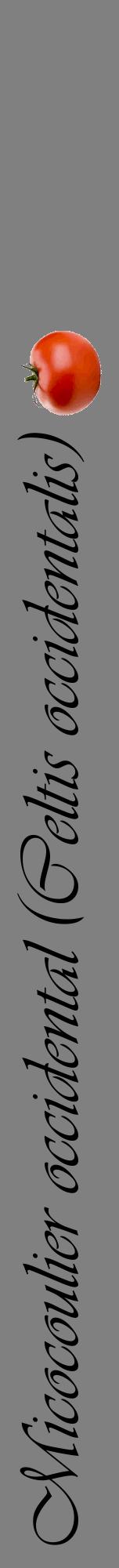 Étiquette de : Celtis occidentalis - format a - style noire57viv avec comestibilité simplifiée