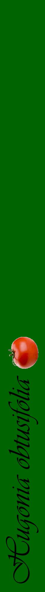 Étiquette de : Hugonia obtusifolia - format a - style noire8viv avec comestibilité simplifiée
