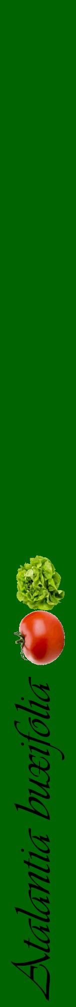 Étiquette de : Atalantia buxifolia - format a - style noire8viv avec comestibilité simplifiée