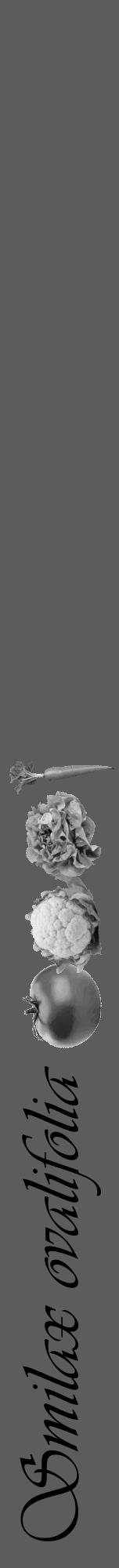 Étiquette de : Smilax ovalifolia - format a - style noire49viv avec comestibilité simplifiée - position verticale
