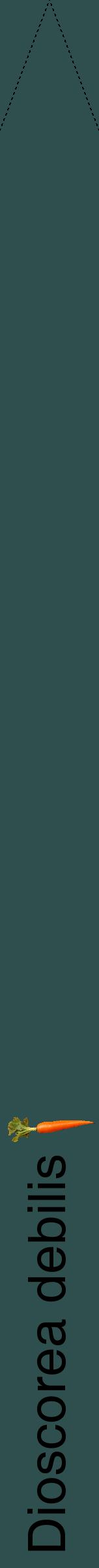 Étiquette de : Dioscorea debilis - format b - style noire58hel avec comestibilité simplifiée