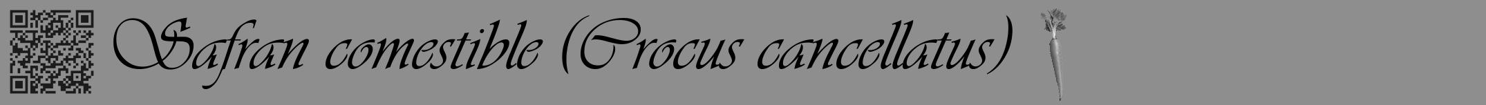Étiquette de : Crocus cancellatus - format a - style noire25viv avec qrcode et comestibilité simplifiée