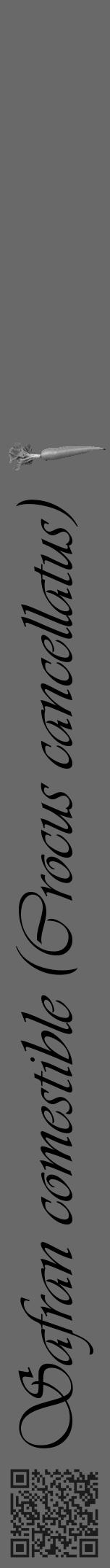Étiquette de : Crocus cancellatus - format a - style noire11viv avec qrcode et comestibilité simplifiée - position verticale