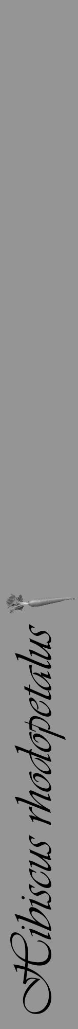 Étiquette de : Hibiscus rhodopetalus - format a - style noire16viv avec comestibilité simplifiée - position verticale