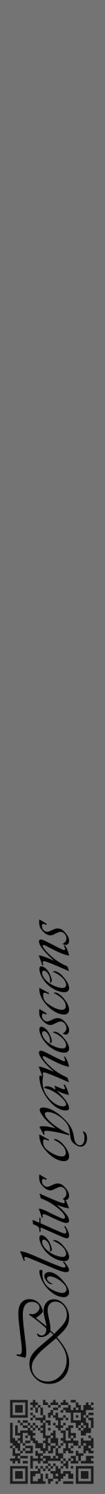 Étiquette de : Boletus cyanescens - format a - style noire26viv avec qrcode et comestibilité - position verticale