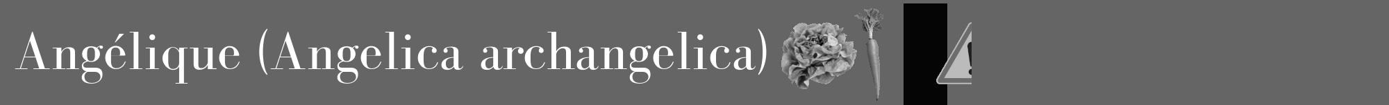 Étiquette de : Angelica archangelica - format a - style blanche32bod avec comestibilité simplifiée