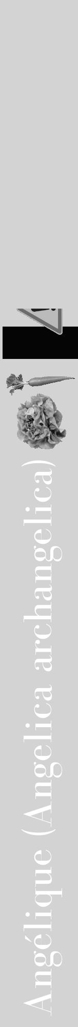 Étiquette de : Angelica archangelica - format a - style blanche56bod avec comestibilité simplifiée - position verticale