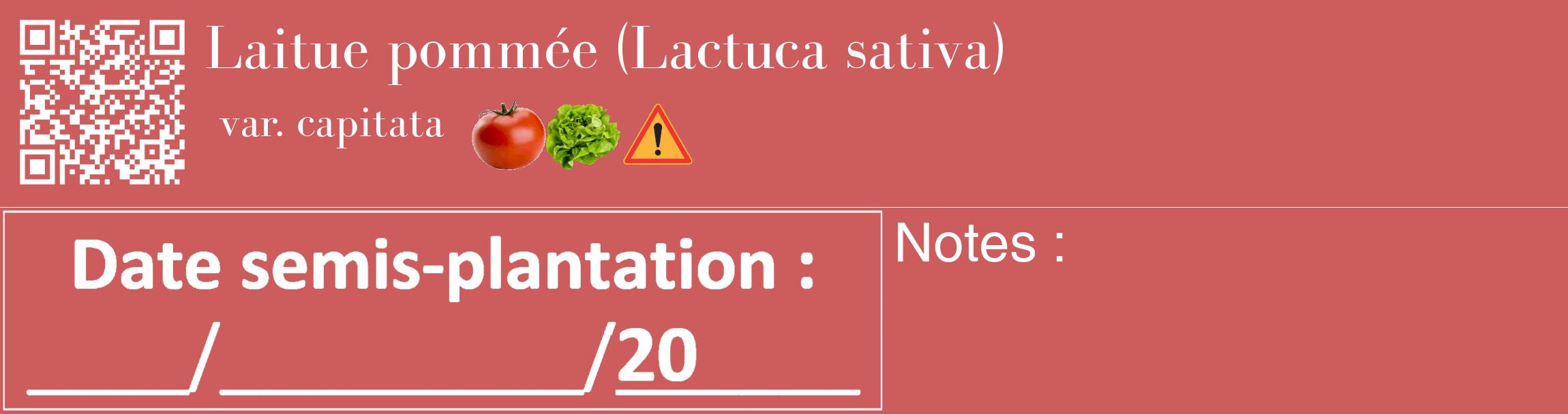 Étiquette de : Lactuca sativa var. capitata - format c - style blanche35basique_basique_basiquebod avec qrcode et comestibilité simplifiée