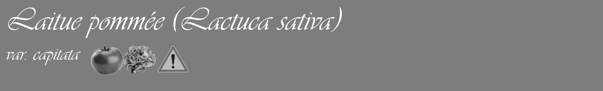 Étiquette de : Lactuca sativa var. capitata - format c - style blanche35basique_basique_basiqueviv avec comestibilité simplifiée