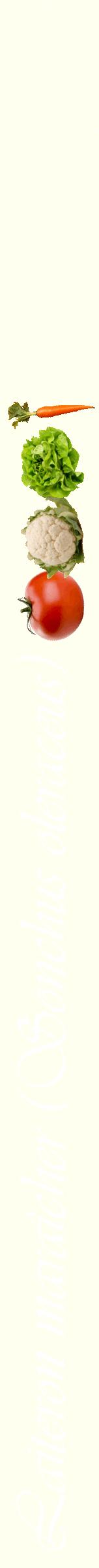 Étiquette de : Sonchus oleraceus - format b - style blanche19viv avec comestibilité simplifiée