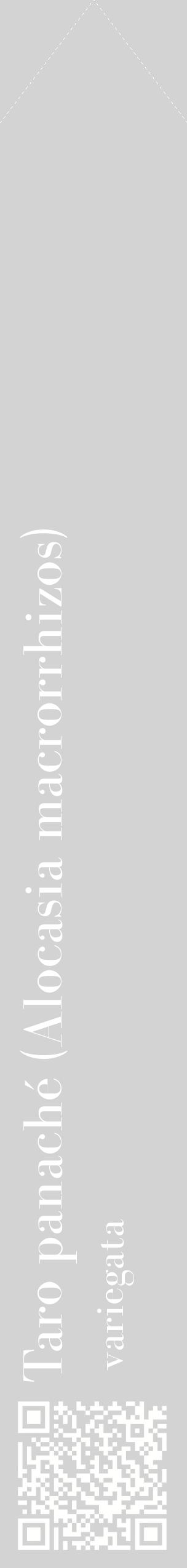 Étiquette de : Alocasia macrorrhizos variegata - format c - style blanche56_simplebod avec qrcode et comestibilité