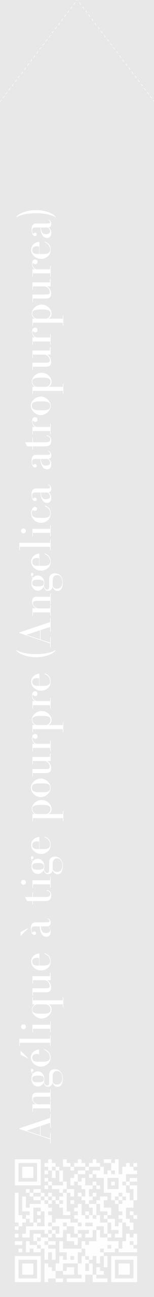 Étiquette de : Angelica atropurpurea - format c - style blanche55_simple_simplebod avec qrcode et comestibilité - position verticale