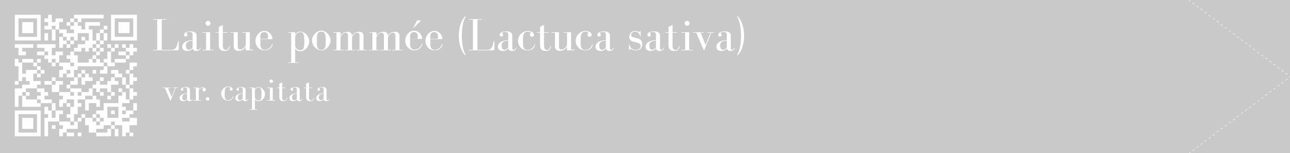Étiquette de : Lactuca sativa var. capitata - format c - style blanche54_simple_simplebod avec qrcode et comestibilité