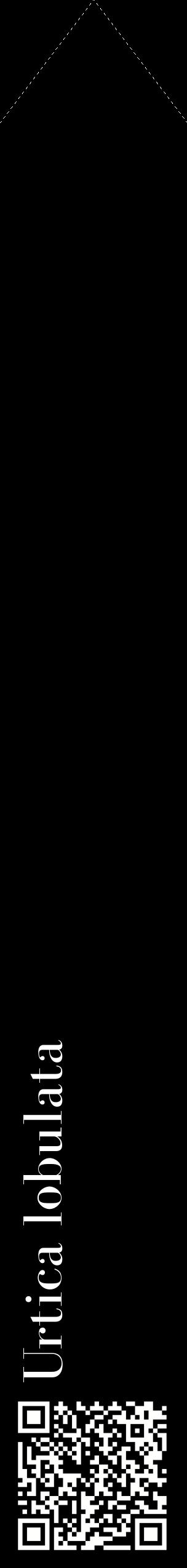 Étiquette de : Urtica lobulata - format c - style blanche59_simplebod avec qrcode et comestibilité