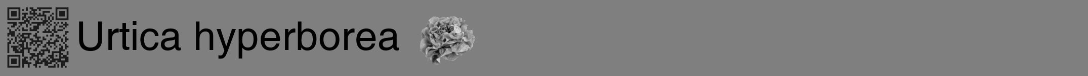 Étiquette de : Urtica hyperborea - format a - style noire31basiquehel avec qrcode et comestibilité simplifiée