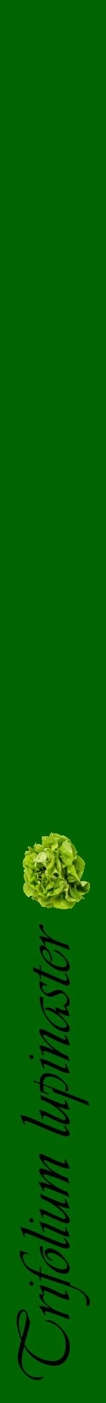 Étiquette de : Trifolium lupinaster - format a - style noire8viv avec comestibilité simplifiée