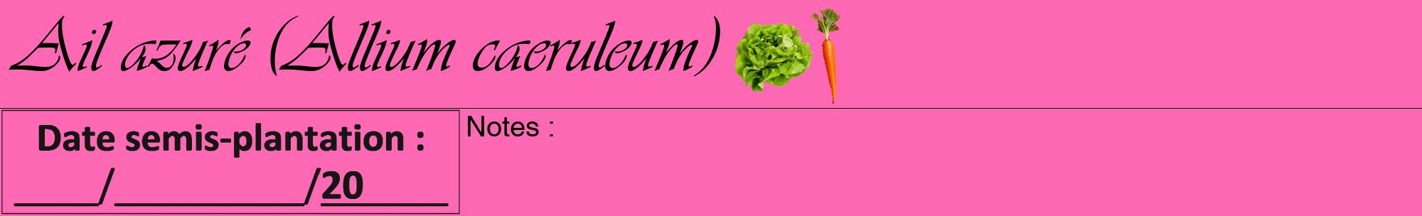 Étiquette de : Allium caeruleum - format a - style noire42viv avec comestibilité simplifiée