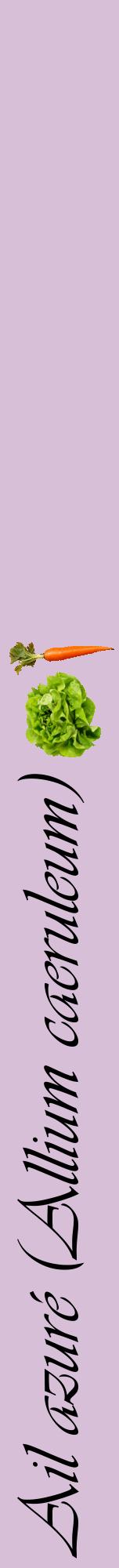 Étiquette de : Allium caeruleum - format a - style noire54viv avec comestibilité simplifiée