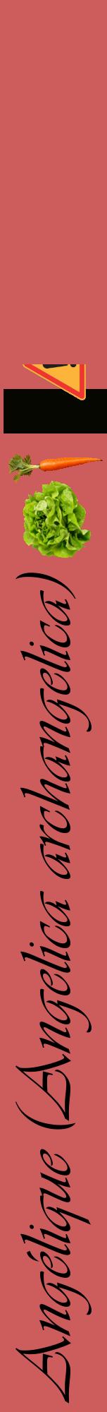 Étiquette de : Angelica archangelica - format a - style noire35viv avec comestibilité simplifiée