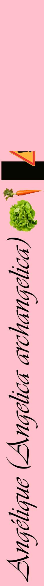 Étiquette de : Angelica archangelica - format a - style noire40viv avec comestibilité simplifiée