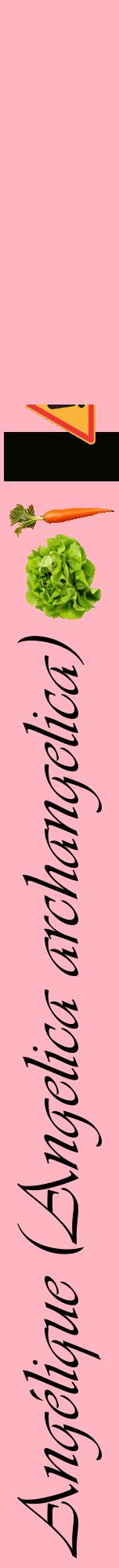 Étiquette de : Angelica archangelica - format a - style noire41viv avec comestibilité simplifiée