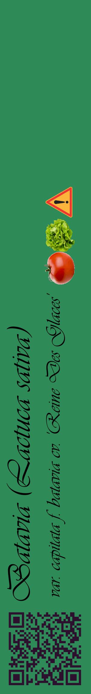 Étiquette de : Lactuca sativa var. capitata f. batavia cv. 'Reine Des Glaces' - format c - style noire11_basiqueviv avec qrcode et comestibilité simplifiée