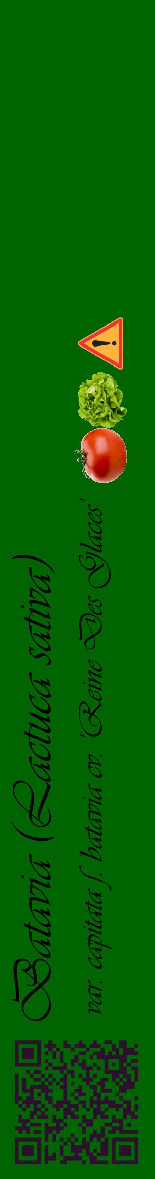 Étiquette de : Lactuca sativa var. capitata f. batavia cv. 'Reine Des Glaces' - format c - style noire8_basiqueviv avec qrcode et comestibilité simplifiée