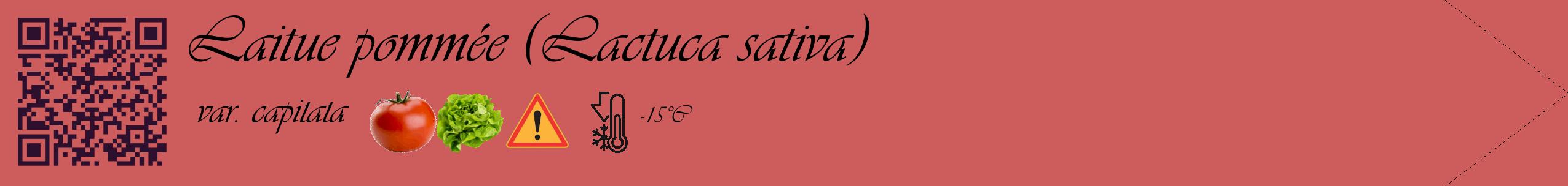 Étiquette de : Lactuca sativa var. capitata - format c - style noire35simple_simple_simpleviv avec qrcode et comestibilité simplifiée