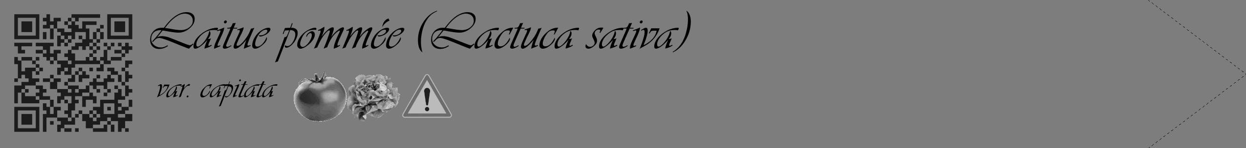 Étiquette de : Lactuca sativa var. capitata - format c - style noire35simple_simple_simpleviv avec qrcode et comestibilité simplifiée