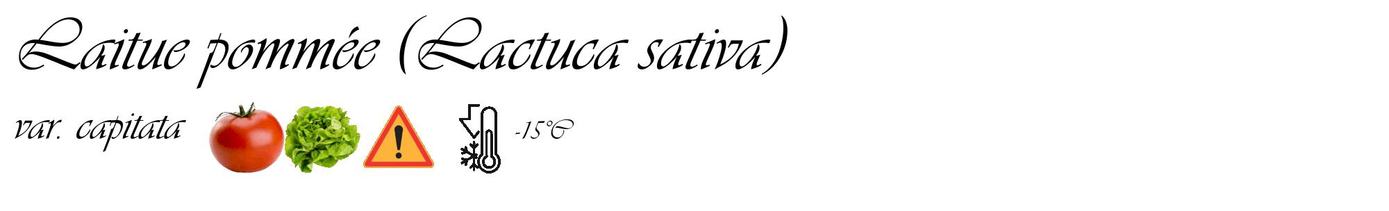 Étiquette de : Lactuca sativa var. capitata - format c - style noire60_basique_basiqueviv avec comestibilité simplifiée